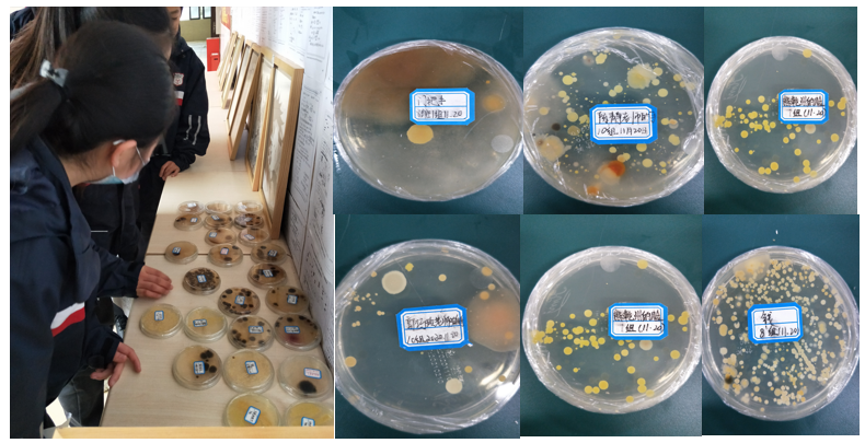 探究细菌和真菌在各环境中的分布2
